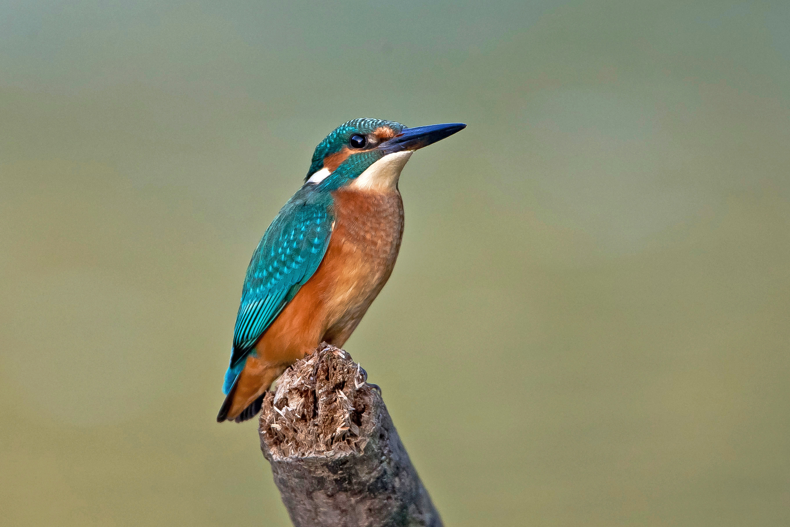 Eisvogel