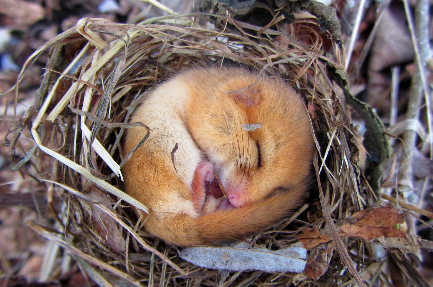 Haselmaus