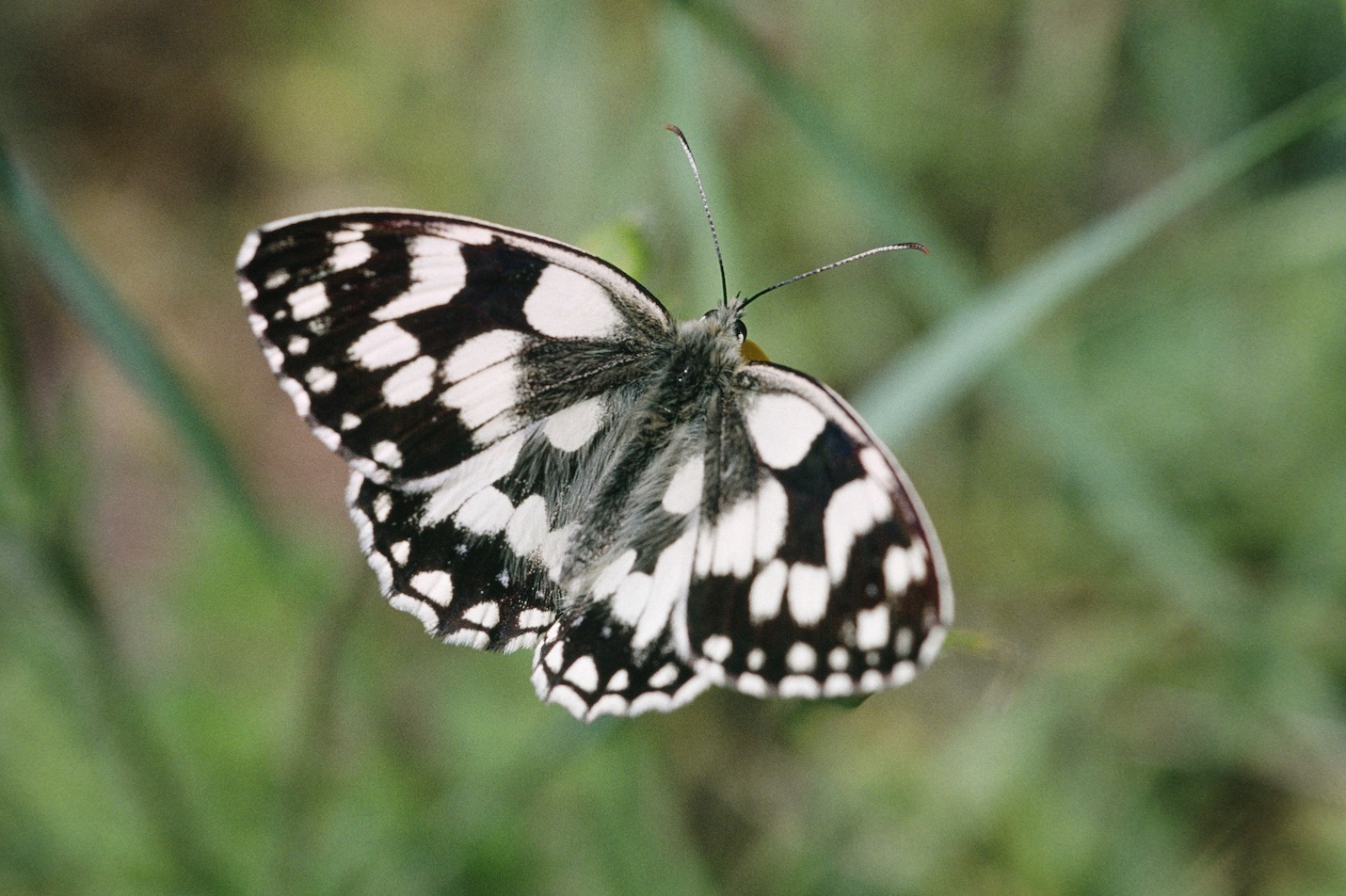 Schachbrettfalter
