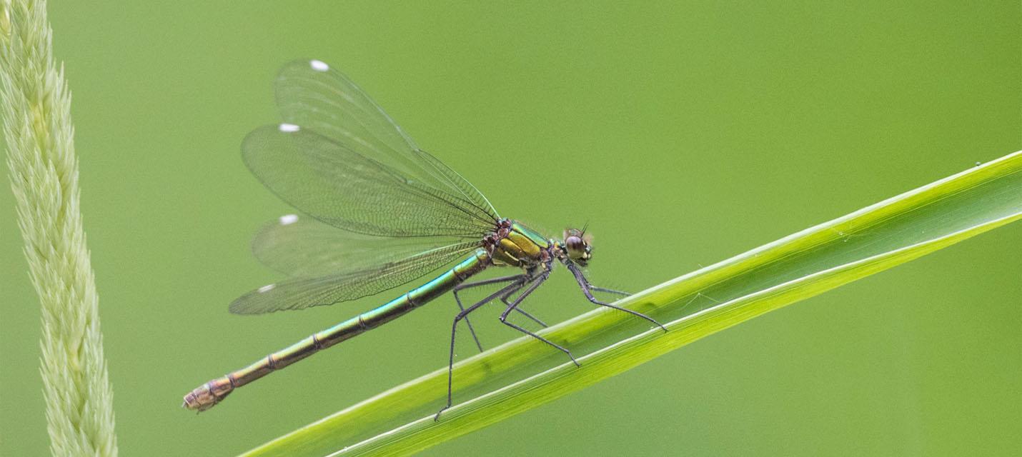 Weibchen der Gebänderten Prachtlibelle