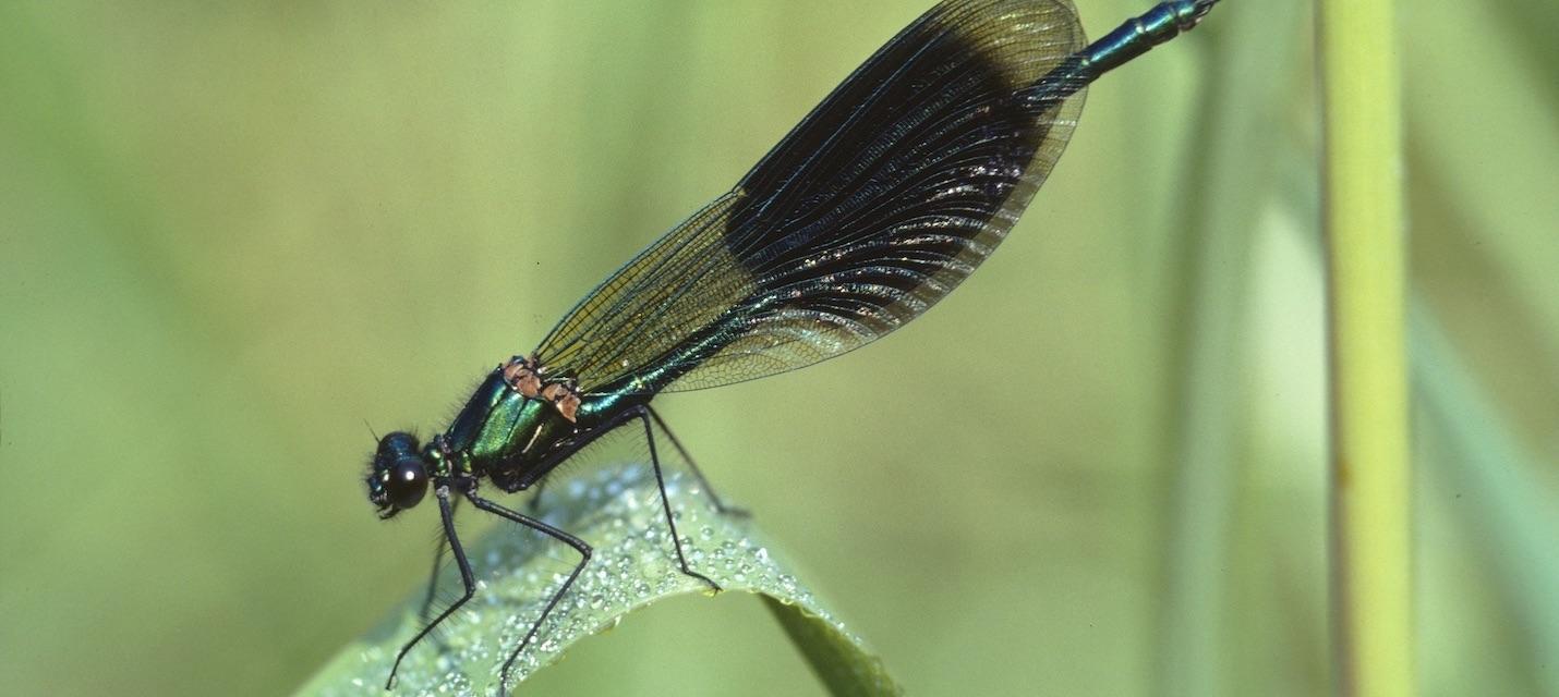 Prachtlibelle