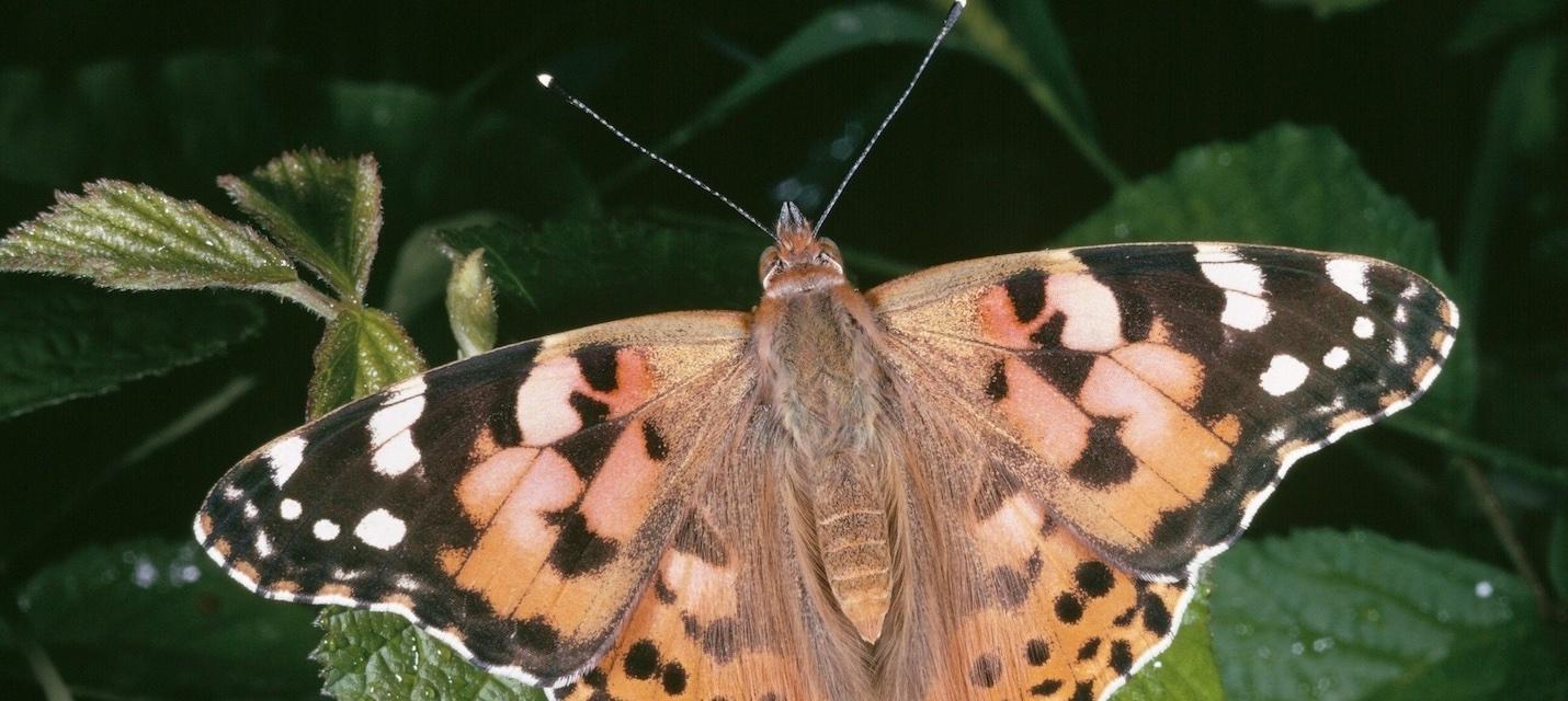 Distelfalter
