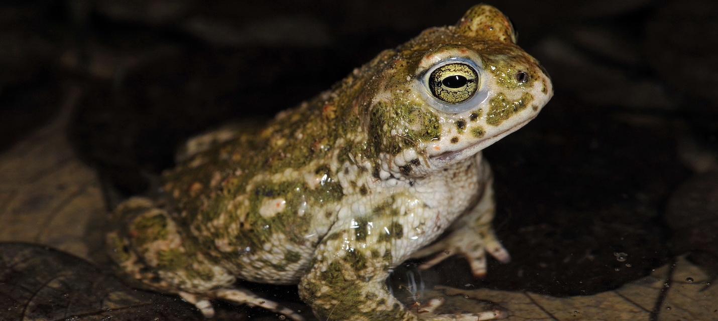 Crapaud calamite