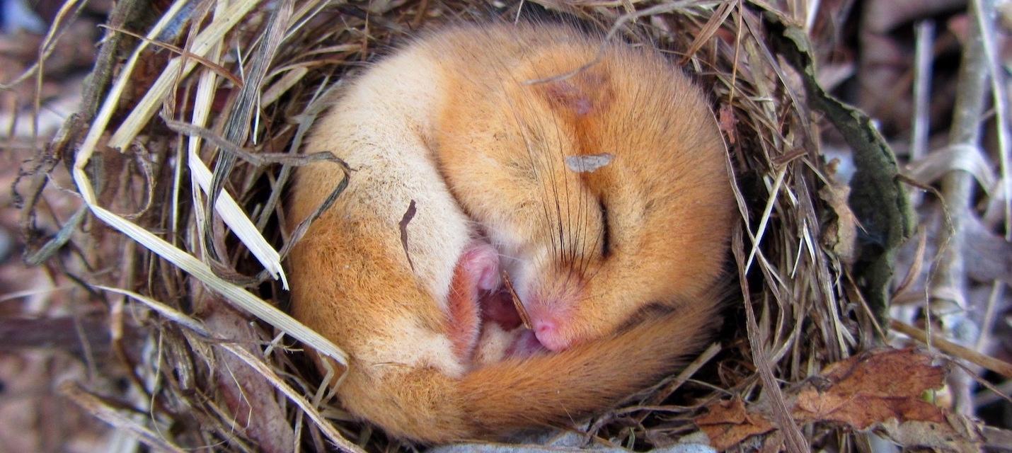 Haselmaus