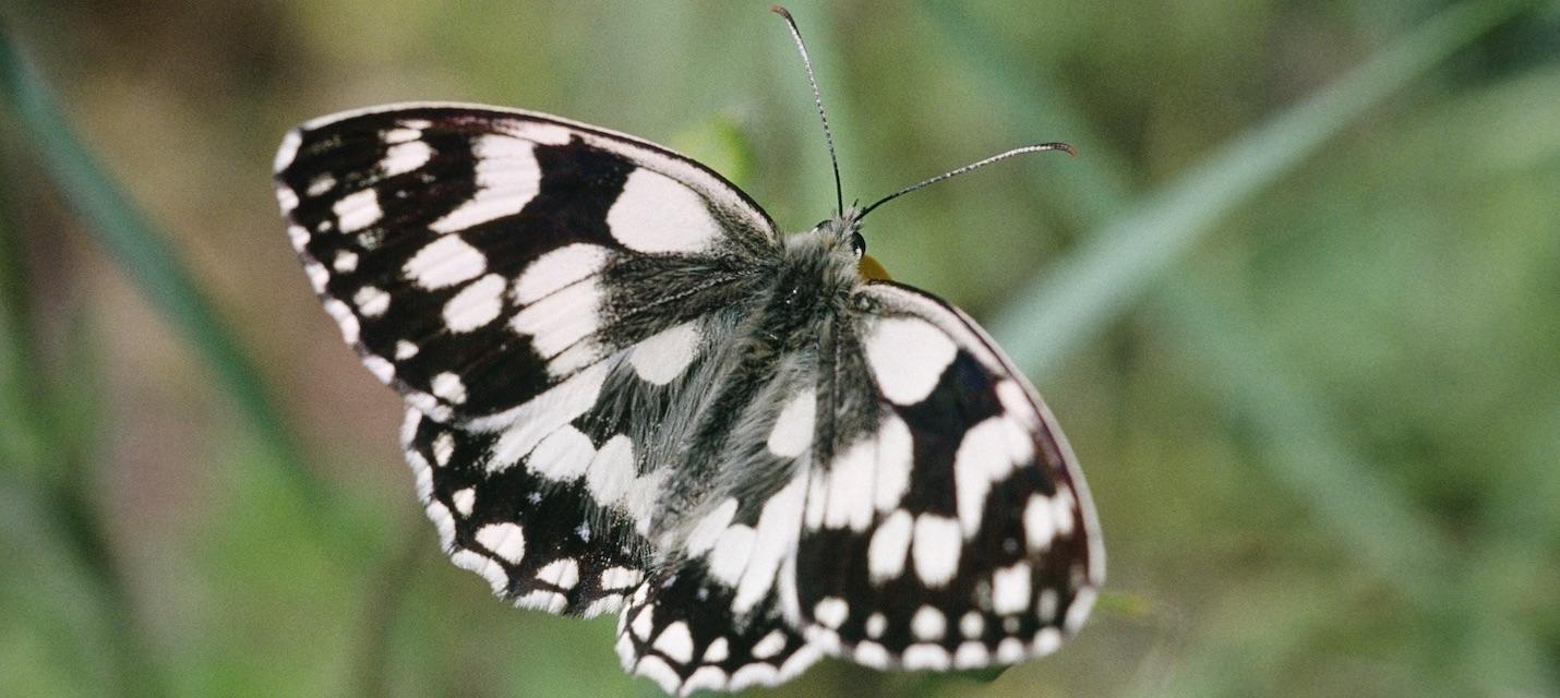 Schachbrettfalter
