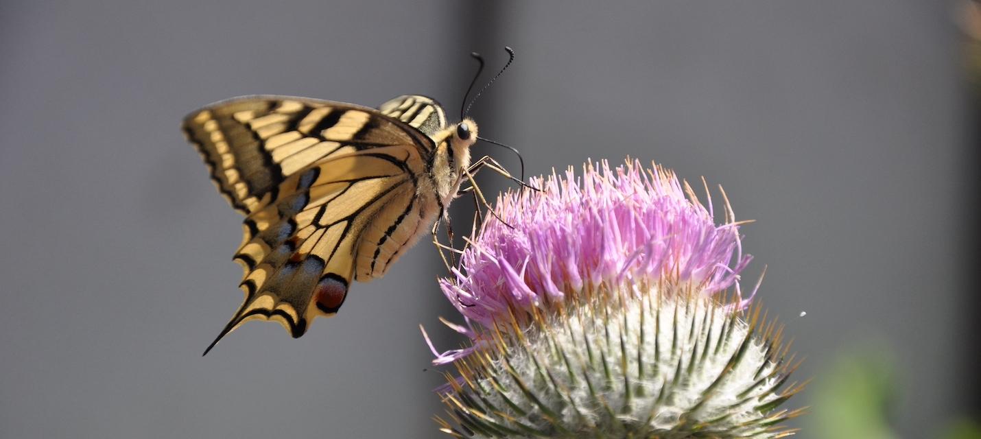 Machaon