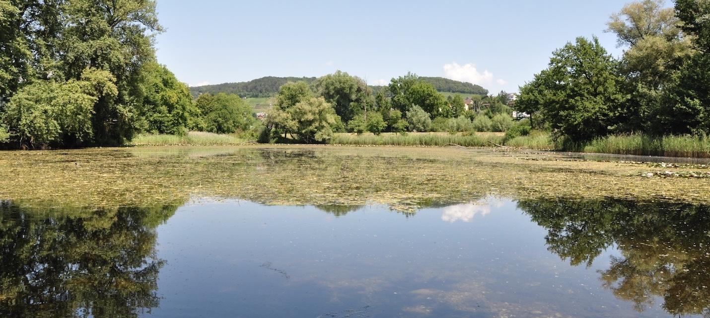 Auenlandschaft